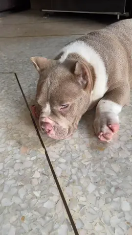 🐶