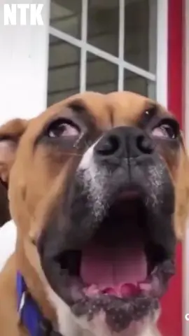 This dog lets out a massive yawn and pulls a weird face in the process! #dog #yawning #yawningdog #funnydog #dogface