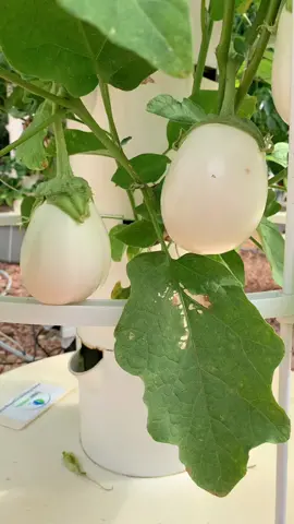 Aeroponic eggplants grown without the use of soil on a Tower Garden #eggplants #aubergine #towergarden #aeroponics #hydroponics #verticalfarming #vegetablegarden #potager #gardening #agriculture #soilless #farming