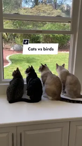 The best enrichment 🤌🏼 @PetSmart @Petco @Chewy @Cats 🐱😍 #cattok #justcatthings #cutecatvideos