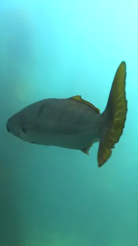 That’s a big fish #bigfish #fishing #hugefish