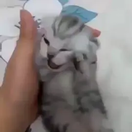 gatito estresado
