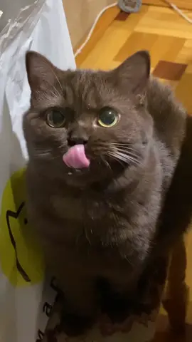 mlem mlem 😋