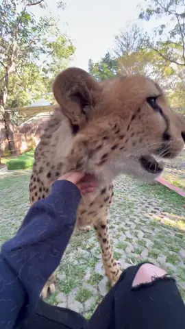 น้องแค่งับเล่นๆ .. 🐆 #tiktokสวนสัตว์ #tiktokพาเที่ยว #tiktoktravel #tigerkingdom #fyp #เสือชีต้า