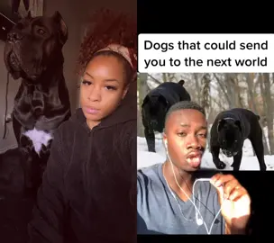 #duet with @mndiaye_97 Honestly The Best Dogs Ever Hands Down 🙌🏽 #canecorso #bigdog #dogsofttiktok #largedog #fyp