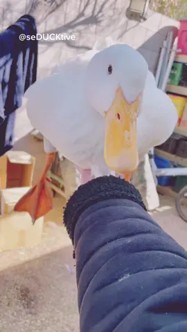 You’re my fren now #cute #fren #quack #nature #friends