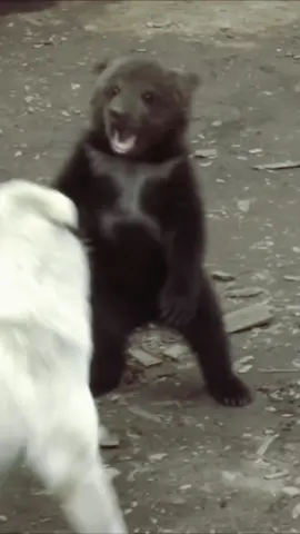 🐻🐶 #bear #dog #fight #epic