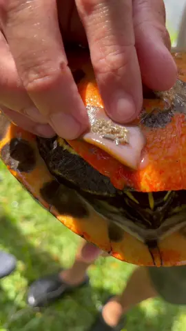 Giant Leech removed from turtle! #crazy #leech #turtle #fishing #fyp #ryanizfishing