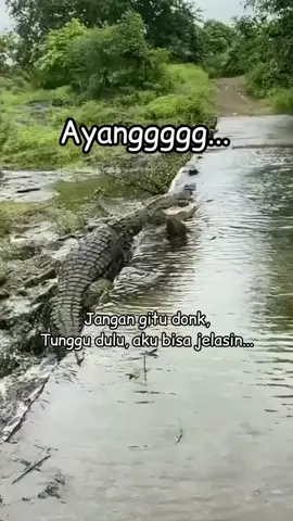 buaya kena karma 🤡 #PUBGMOBILEColor4 #storywhatsapp #buaya🐊 #buayadarat #playboy