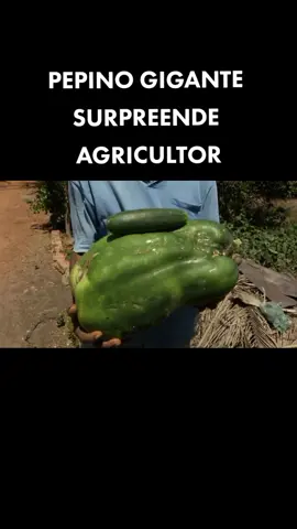 pepino gigante surpreende agricultor #pepino #sitio #rural #agricultor #criação #roça #agro #agriculture #simplicidade #produtor @vivaoagro2.0