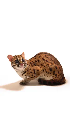 The Visayan leopard cat is one of several subspecies of leopard cat known to science. A solitary species, these small cats will mark their home ranges by scratching trees or using scent marks. The size of an individual’s territory is dependent on the amount of available habitat and the level of resource competition in the area. #cat #leopardcat #smallcat #feline #animal #wildlife #video #PhotoArk
