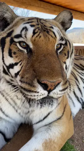 Why’s he so perfect?! Harmony too ❤️ #tiger #WomenOwnedBusiness #OscarsAtHome #VenmoSpringBreak #outofafrica @Out of Africa Wildlife Park