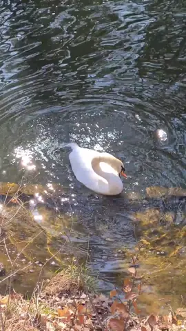 beautiful swan taking a little bath 🦢💗     #nature #swan #cottagecore #fairy #fairycore #forest #aesthetic #spring #relaxingvideos #swansea #fae #faerie #きれい #リラックス #fypシ #naturetiktok #riverside