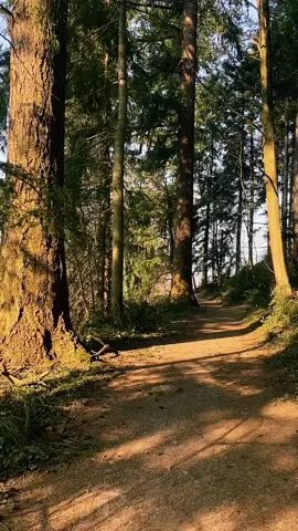 Today is the official beginning of spring💐🌳 #spring #springaesthetic #walkinthewoods #fyp #comfortplace #nature #forest #forestaesthetic #realxing #calmingvideos #foryou #escapeplace #safeplace #natureaesthetic