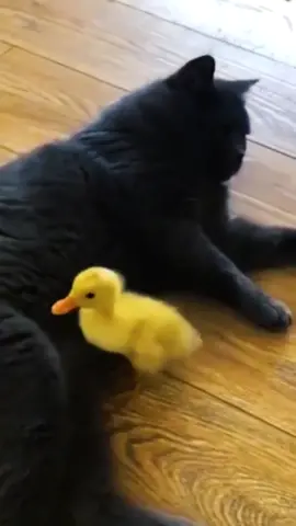 #animais #animals #pets #gatos #videocassetadas #videosengracados #darrisada