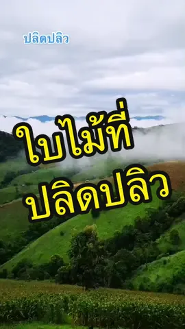 #ปลิดปลิวเคว้งคว้าง  #ชืวิตฉันดั่งใบไม้ที่หลุดลอย #รังรอง #ใบไม้ที่ปลิดปลิว #TiktokUni #fyp