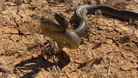 THE WORLDS MOST VENOMOUS SNAKE!… Have a go at this beautiful Inland Taipan we found just west of Windorah QLD #inlandtaipan #worldsmostvenomoussnakes #taipan #australia #queensland #reptiles #dangerous #snakes #dangerdangerdanger #crikey #isntsheabeauty #aussie