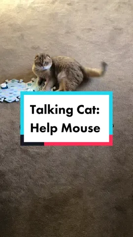 We will soon add a HELP button for times like this! #scottishfold #talkingcat#buttons#fluentpet#uniquecat#smartcat#cattricks#mousegame#mouse#catandmouse #puffinthecat#puffinsnotapuffin