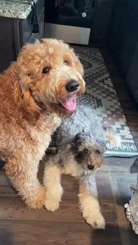 Can’t have them out of my sight #DeserveADrPepperDuet #AEMembersAlways #OscarsAtHome #WomenOwnedBusiness #dogsofttiktok #dog #foryou #foryoupage #fyp #viral