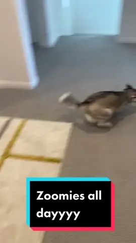 Love the pause in between her zoomies 😂😂😂 #dogsofttiktok #husky #pets #fyp
