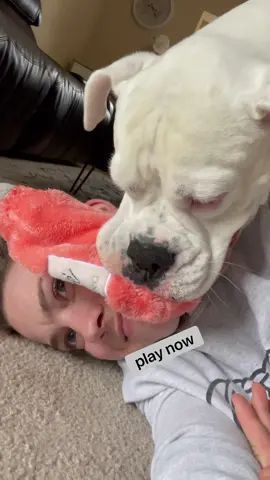 Yeesh pushy Layla 😂 #funnydogs #whiteboxer #dogsplaying #funnny #doghumor #ilovemydog