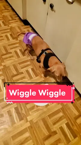 #wiggle #wigglewiggle #wigglewigglewiggle #dachshund #weinerdog #dogsoftiktok #diaper  #OscarsAtHome #fyp
