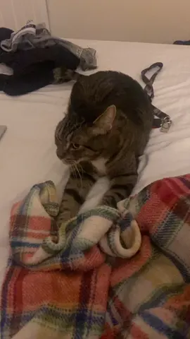 biscuit
