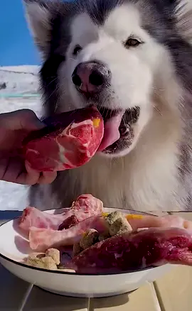 Doggy eat meat 🥩 outdoors,very large pieces of meat 🥩 #eatasmr #dogasmr #dogeating #foodasmr #rawfeddog #fyp #fypシ #LizzosBigGrrrls #HaloSilverTeam #OscarsAtHome #WomenOwnedBusiness #AEMembersAlways