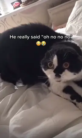 #talkingcats #catonic #omgitscats #tinytube3_ #catvideos #catstalking #pandemiccat #trendingcats #catsfighters  #waitforit #viralcats #trendingvideos