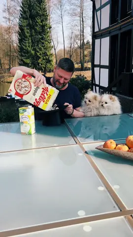 Kellogs aus meinem Zirkus 🎪 Zylinder! #wowspray #frankheisterranch #frankheister #wowspray #pomeranian #kellogs #topas #zirkus #sauberundtrocken