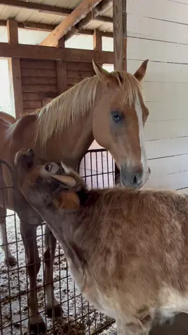 Cow kisses #minicow #miniaturecows #highlandcow #dun #horses #horsekisses #cowlick #horselover #cowlover #steer #rescuehorse #sanctuary #nonprofit #farmlife #🐮 #🐴 #fyp #😘 #kiss