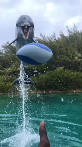 Ball toss