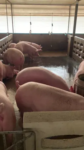 สุกรรุ่นรอทดแทนเป็นพ่อแม่พันธุ์ครับ 🐷🐽 #สัตวบาล #ฟาร์มหมู