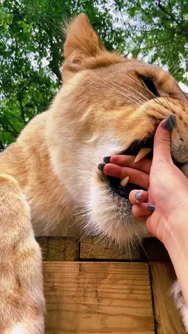 Binta’s teeth & claws! #NOTpets #lion #lioness #Love #bigcat #bigcats #cat #cats #claw #claws #teeth #teef #animal #animals #wow #amazing #beautiful #fl #florida #fyp