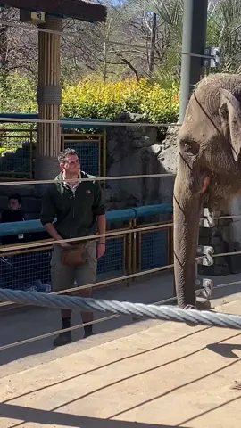 This live training demo allows keepers to visually inspect the elephants up close and  shows off the connection between our staff and the animals 🐘 🥰 #fortworthzoo #zoo #elephant