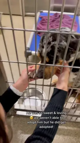 He was such a good boy I wish I got to him sooner 🥺🥺
