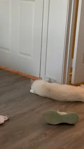 Apparently closed doors aren't allowed around cats