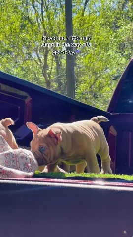Puppy magic #puppy # exoticbully#BridgertonScandal