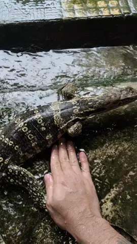 SUBSCRIBE YT; Satwa sunda channel #biawak #anakbiawak #biawakjawa #varanus #salva #salvator #reptil #hewanpeliharaan #mangarul
