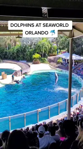 Awesome! #seaworld #dolphins #dolphinshow #orlando #fypシ #foryou