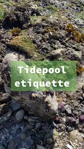 Don’t make me flip your rock for you 😤 #tidepool #marinebiology #LearnOnTikTok #pnw #rocktok #marinebio #marinebiotok #nature #wildlife #conservation #foryou #fyp #fypシ