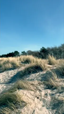 good vibes #zingst #fyp #fypシ #fy #foryou
