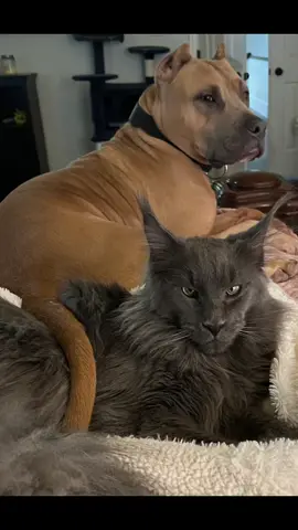 #fypシ #mainecoonoftheday #mainecoonoftiktok #mainecoonkitten #Mainecoonking #pittbullsoftiktok #Pittbull #pittymom #dogsofttiktok #catsoftiktok #cats #dogs