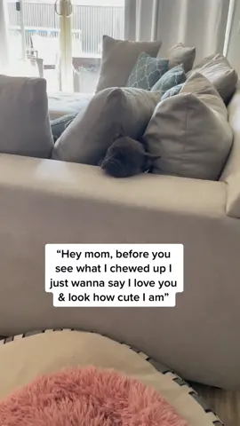 Naughty but cute af 😆💗 #fyp #piper #puppiesoftiktok #frenchie #cutedog