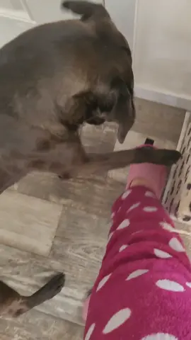 we want to go outside! #dog #dogs #michigan #dogsofttiktok #borzoi #borzois #borzoipuppy #mutt #fyp #viral #cute #talkingdog