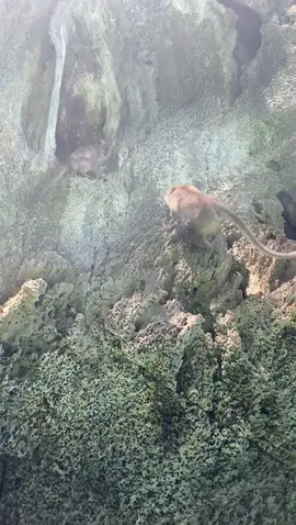 #thailand #monkey #boumboum #bambam