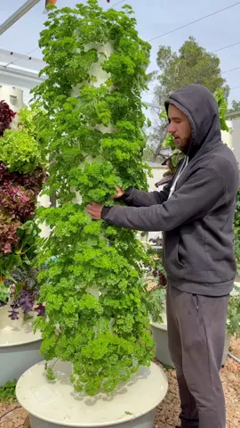 Vertical farming with curly parsley on an aeroponic Tower Garden #towergarden #aeroponics #curlyparsley #parsley #verticalfarming #herbs #herbgarden #gardening #agriculture #farming #hydroponics