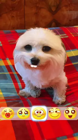 #dog #cane #divertente #filter #emoticon #trending #filtro #viral #viralvideo #goviral #4u #foryou #fyp #fypシ #fy