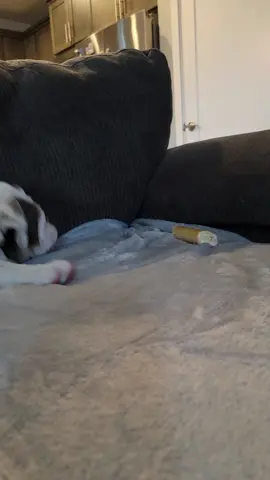 It's a love hate relationship with this treat! #snack #dog #puppy #puppiesoftiktok #englishbulldog #bark #sneak #sniff #snarl #goofy #madden #followme #Love #fun #tiktok #abcxyz #fyp #SmellLikeIrishSpring #UnsealTheMeal #InstaxChallenge #Halo #halosilverteam #puppydog