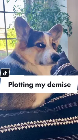 I think it’s number 3, wbu? 😳😅 #corgi #dogfunny #dogs #corgination #corgi_team